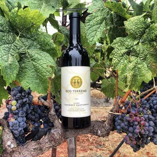 Eco Terreno Wines