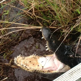 Gator Greeting