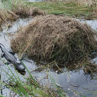 Gator Nest