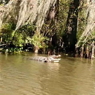 Great tour! Small group and Captain John was a wonderful guide. People like him will help keep the bayou beautiful!