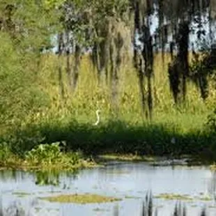 Great White Egret