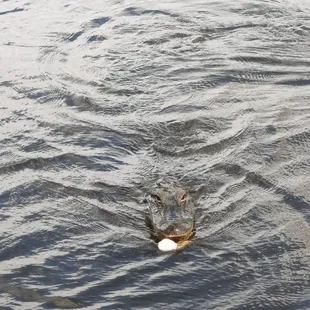 Gator