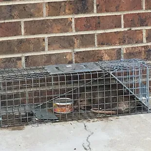 A tortured but still living poisoned possum near every room !