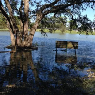 High tide at back pond, after Irma