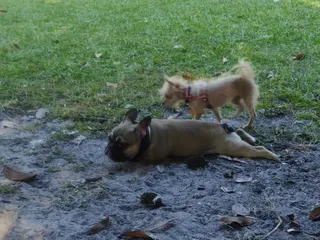 John Gorrie Dog Park at Riverside Park