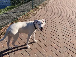 Paws Park At Wingate Park