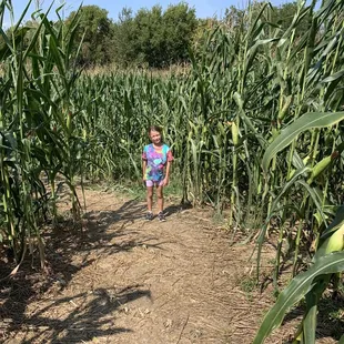 Corn maze
