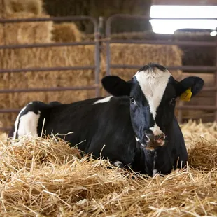 a cow laying in hay