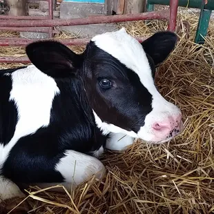 Calves are a regular occurrence in the life of the dairy. Who doesn't love a baby calf?