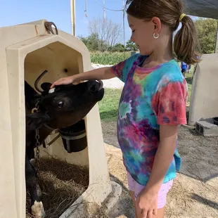 a young girl feeding a cow