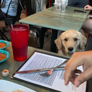 Cute doggy that wanted are food