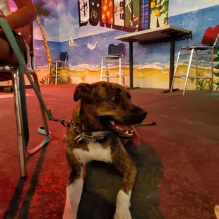 Dog friendly.  They even have a dog burger