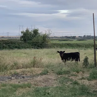 Cattle pasture neighboring the park