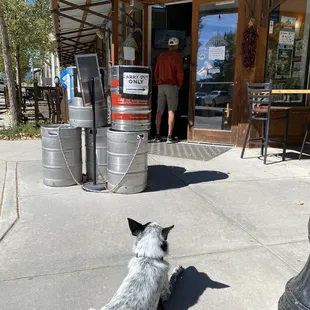 Whiskey waiting on his whiskey outside of Eddyline.