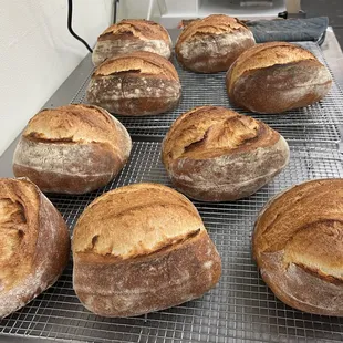 Country white bread fresh out of the oven.