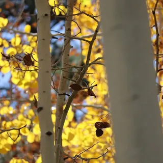 Friendly Neighborhood Fan ..