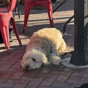 Dog friendly patio :)