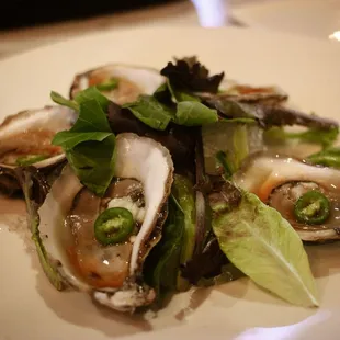 Oysters