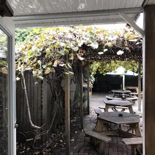 The patio entrance - with a trellis growing grapes!