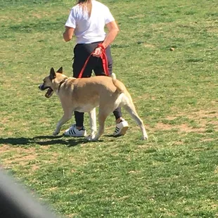 Aggressive, dog, and her owner
