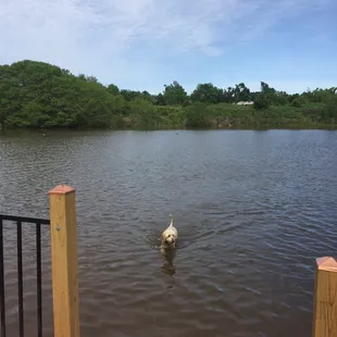 Swimming in the pond