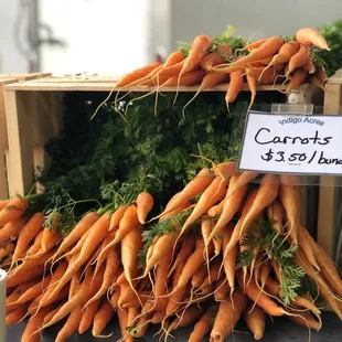 Indigo Acres carrots. May 2021