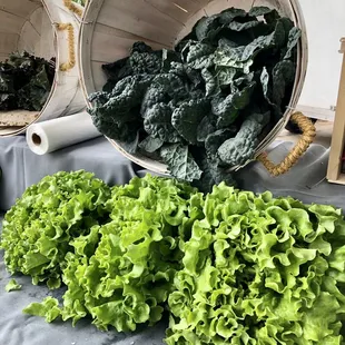 Indigo Acres lettuce. May 2021.