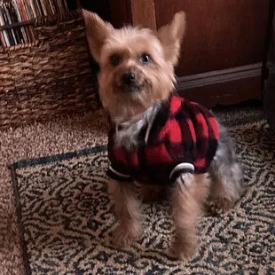 Pet Groomers