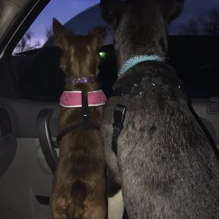 They can't wait to go to daycare:)