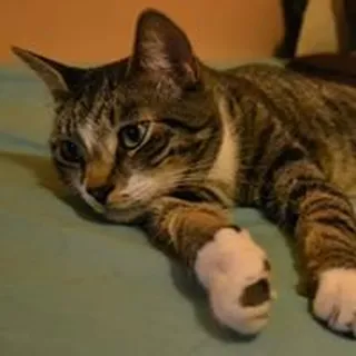 Tiger C.