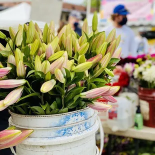 Edmonds Museum Summer Market