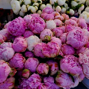 peonies for sale