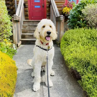 Market doggo!