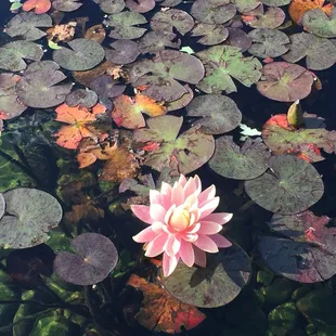 Outdoor lotus pond~