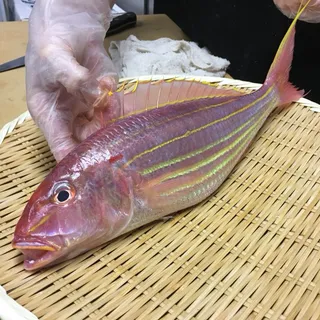 Itoyori or Sharp Tooth Snapper