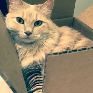 Tammy D.