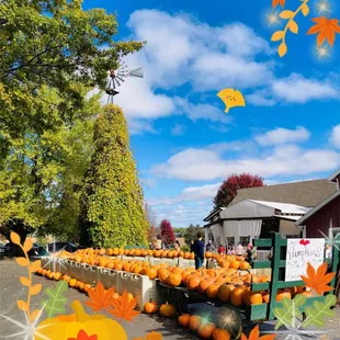a display of pumpkins