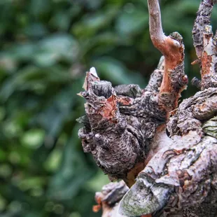 a close up of a tree branch