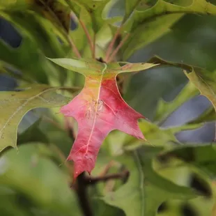 a single leaf on a tree