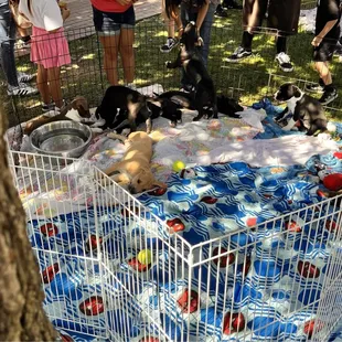 Disney Themed Halloween on Main St Market at Edwards Mansion- Pet adoptions