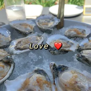 Oysters