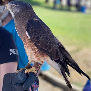 Gorgeous Falcon at Carmichael Farmer&apos;s Market today!!
