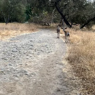 2 bucks along the trail
