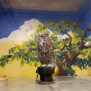 Owl hanging out at the visitor&apos;s center