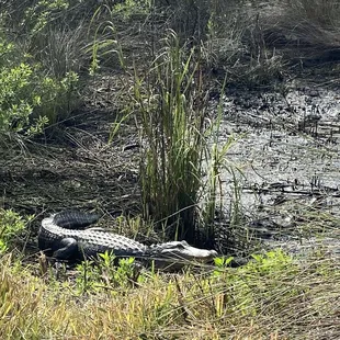 This huge alligator was basking in the sun. Be careful and aware of gators who have been around since the age of dinosaurs!