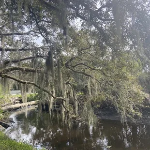Spanish moss draping oak trees