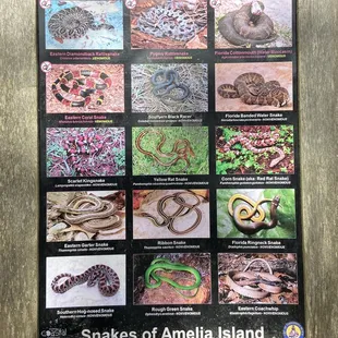 There are four venomous snakes  in Florida (be careful in trees too)