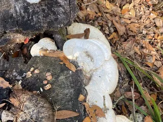 Cedar Point Preserve