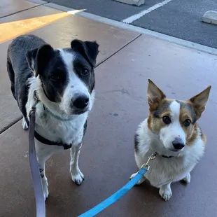 Dog friendly patio