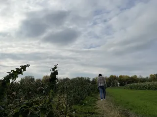 Knapton's - Raspberries Pumpkins & Orchard